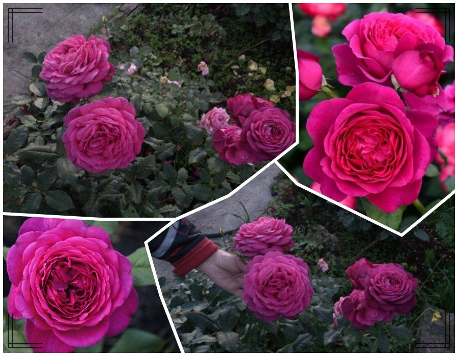 J. W. von Goethe Rose róże wielkokwiatowe